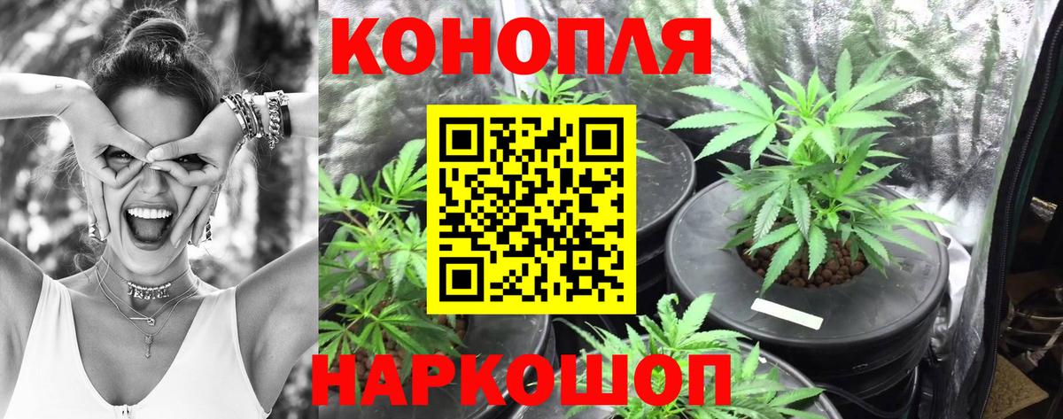 Канабис гибрид Саратов